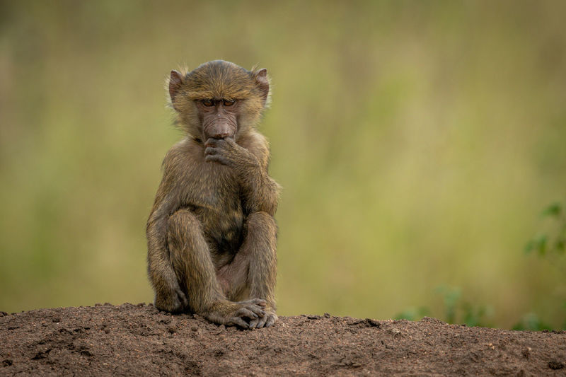 Olive baboon sits on bank covering mouth