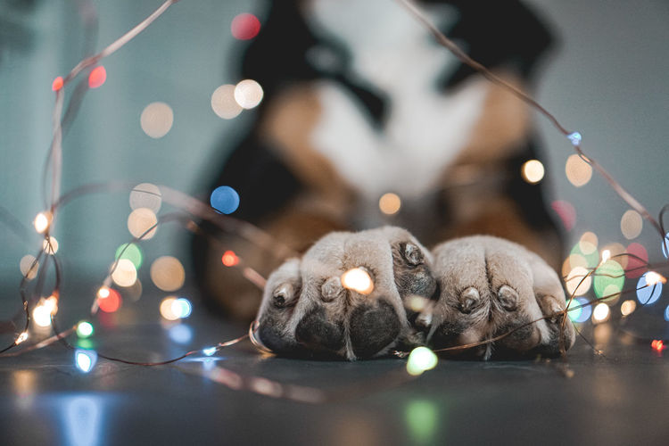 Close-up of dog paws by illuminated lights