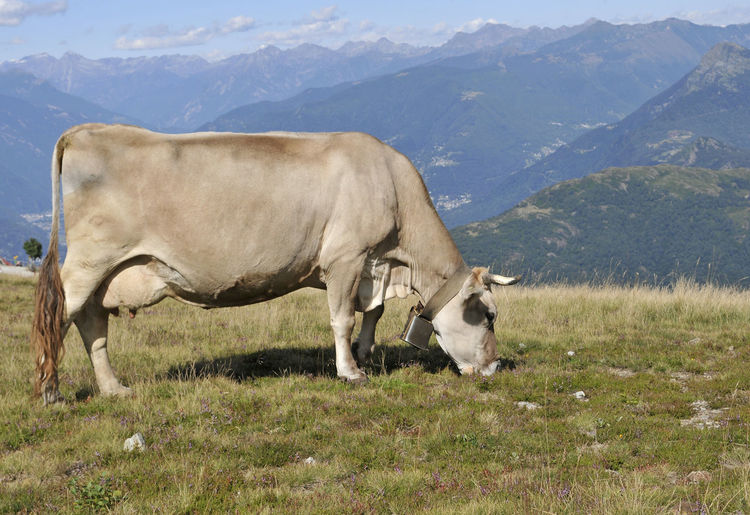 Cow grazing on field against mountains