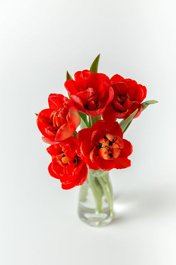 Close-up of red flower vase against white background