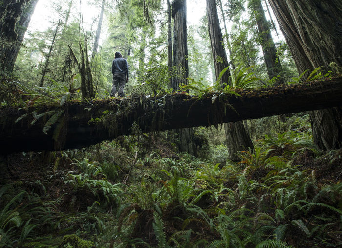 Low angle view of man standing on fallen tree trunk at jedediah smith redwoods state park