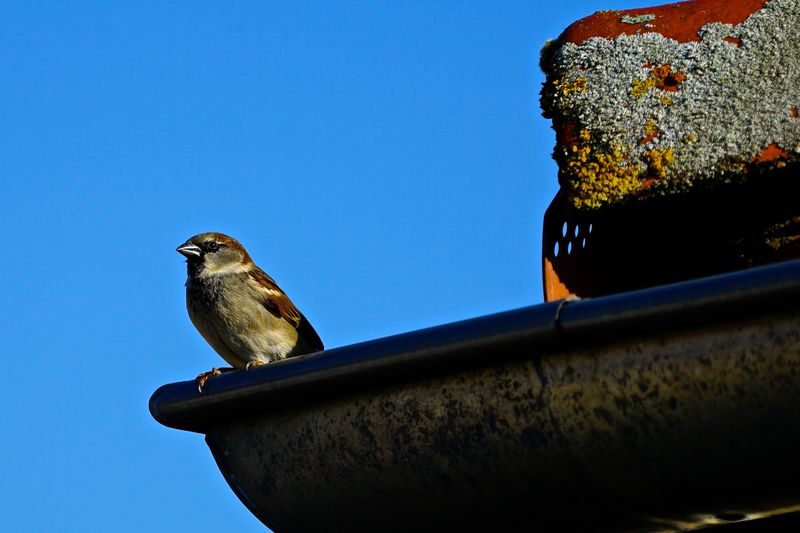 Low angle view of bird perching against the sky