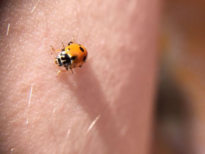 Close-up of ladybug on man