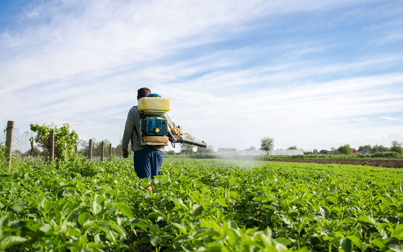 Farmer with a mist sprayer walks through farm field. protection of cultivated plants from insects