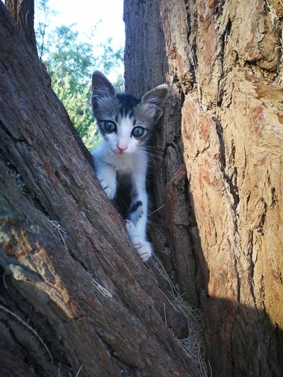 Portrait of cat on tree trunk