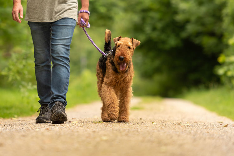 Low section of man with dog standing outdoors