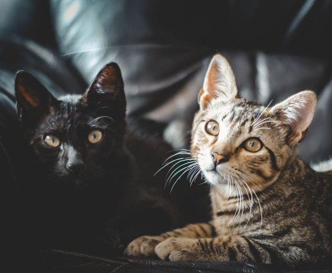 Close-up portrait of two cats