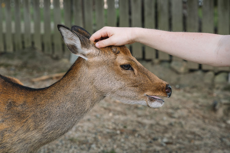 Close-up of hand touching deer