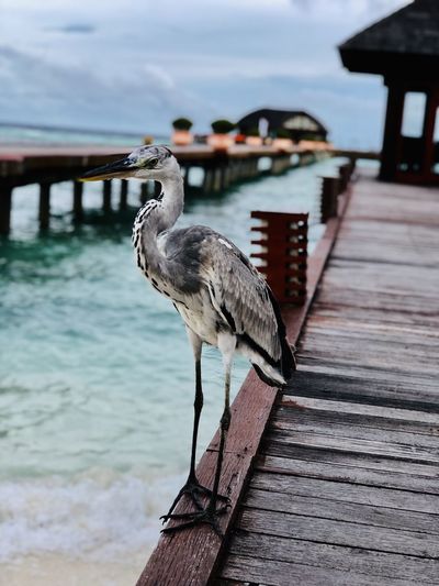 Full length of bird perching on pier over sea