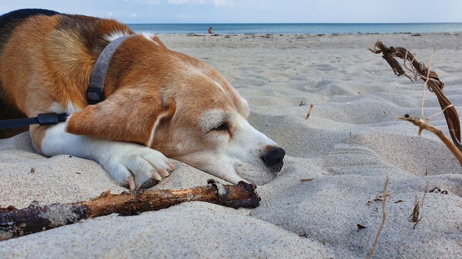 Dog resting on beach