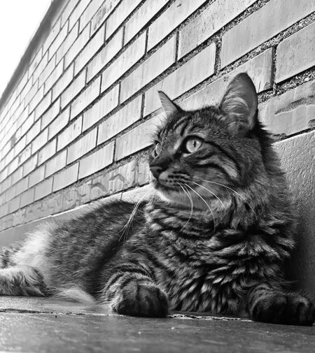 Cat looking away against wall