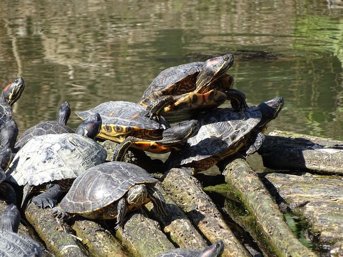 Turtles on driftwood at lakeshore
