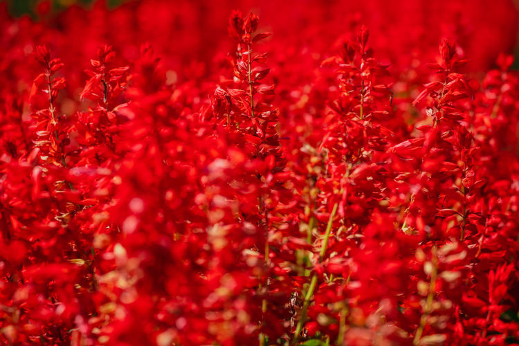 Close-up of yellow flowering plants on field