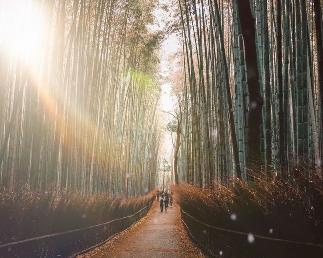 Rear view of people standing on road amidst trees in forest
