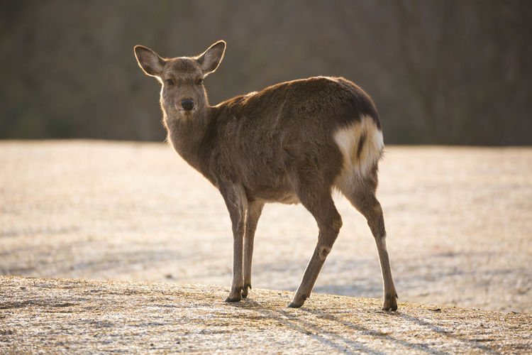 Deer standing on field