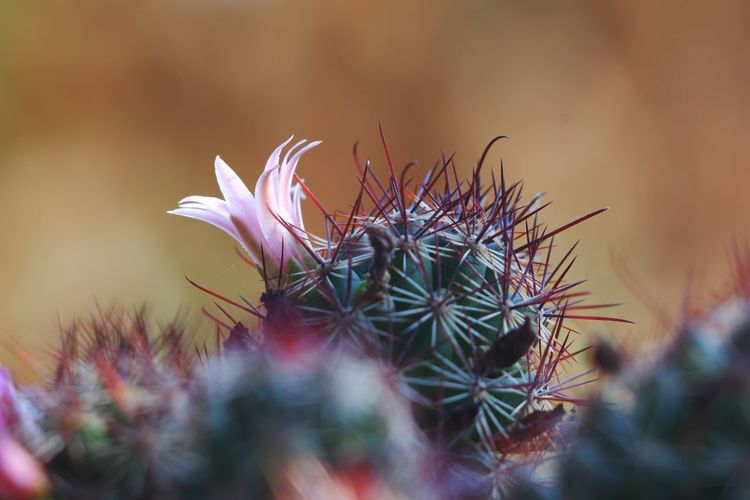 Close-up of purple cactus flower