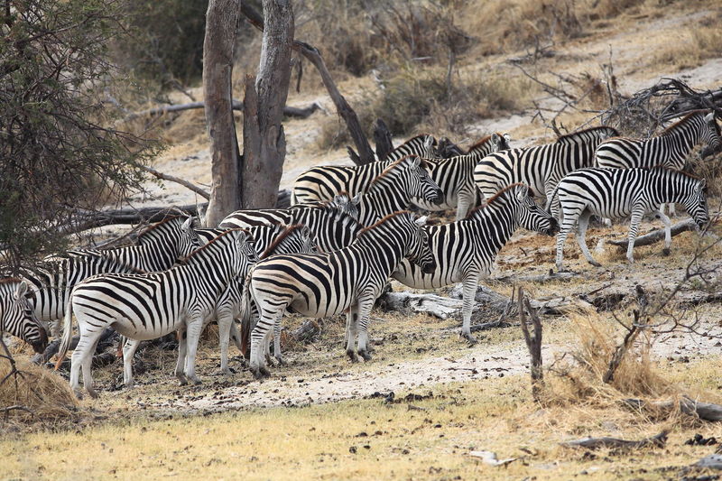 Zebras at chobe national park