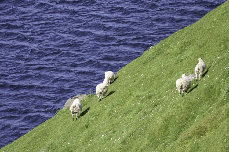 Sheep on field against lake