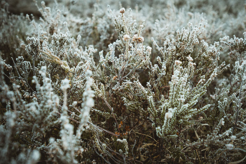 Close-up of frozen plant