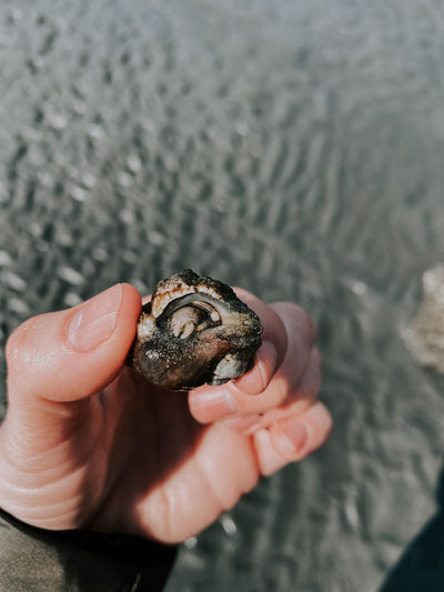 Close-up of hand holding small shell