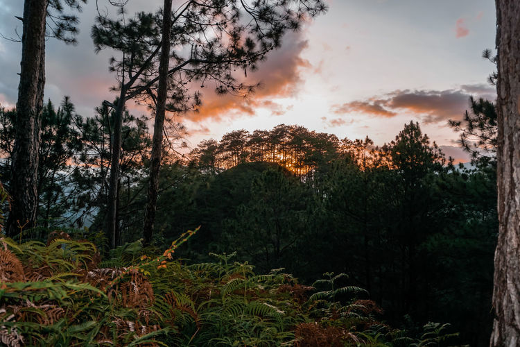 Scenic view of forest against sky during sunset