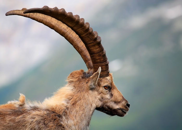Side view of ibex outdoors