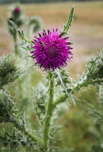 Close-up of purple thistle flower on field