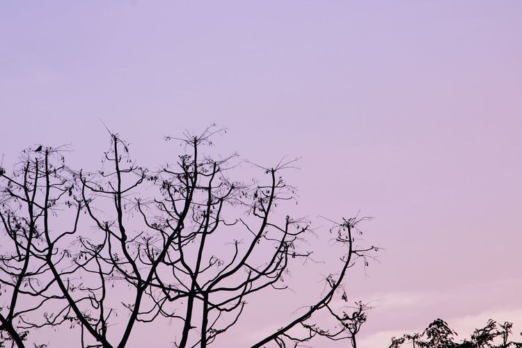 Low angle view of silhouette bare tree against sky