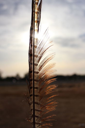 Close-up of stalks on field against sky during sunset