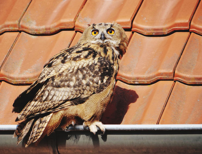 Close-up of owl perching on rain pipe 