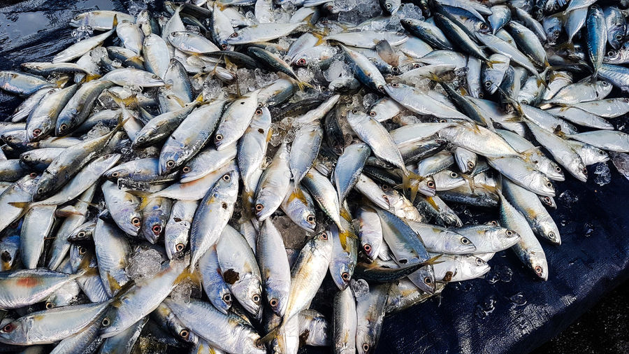 High angle view of sardines