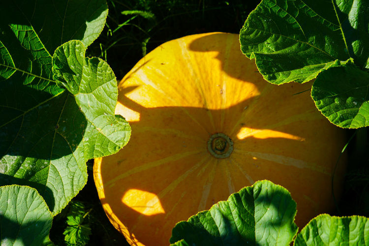 Close-up of pumpkin