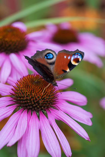 Close-up of butterfly pollinating on eastern purple coneflower