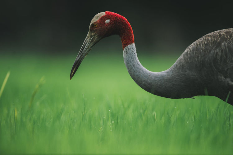 Close-up of bird on field