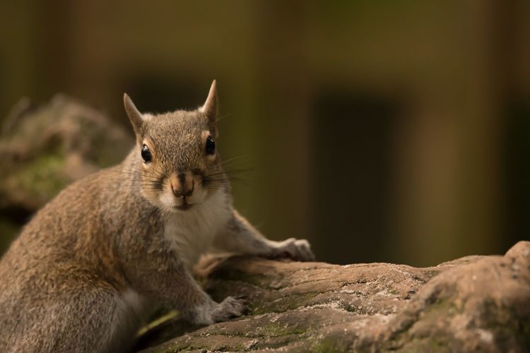 Close-up of squirrel