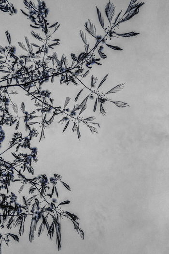 Low angle view of plant against sky during winter