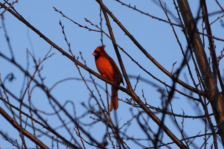 Low angle view of northern cardinal perching on bare tree against clear sky