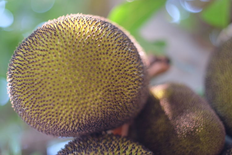 Close-up of durian