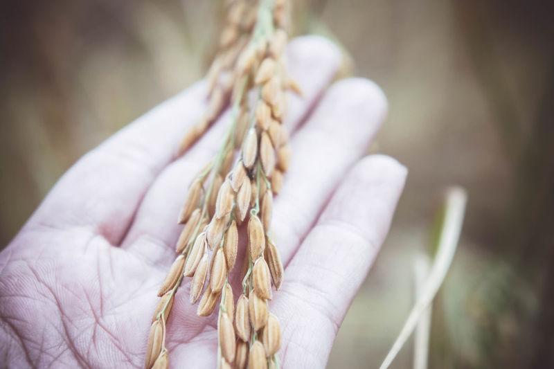 Cropped hand of person holding ear of wheat