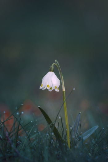 Close-up of white crocus flower on field
