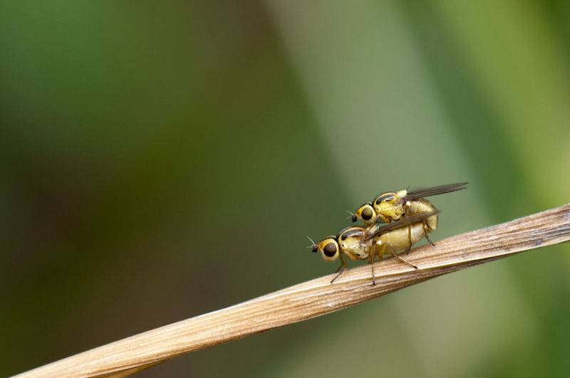 Close-up of insects mating on dried leaf