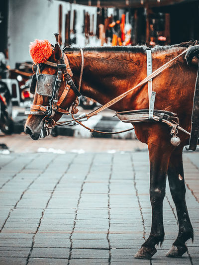 Horse cart on street in city