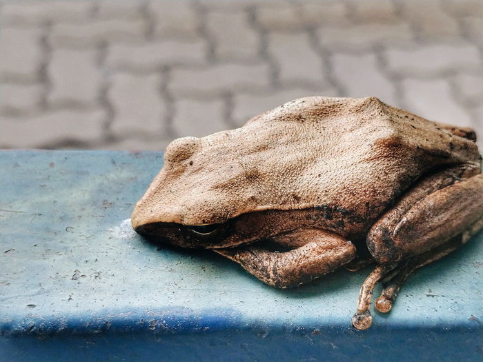 Close-up of frog on railing