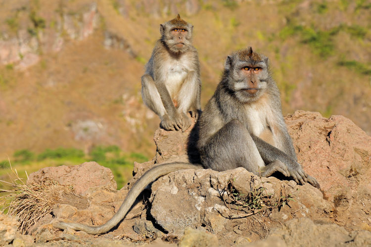 Balinese long-tailed monkeys - macaca fascicularis - sitting on rocks, ubud, bali, indonesia