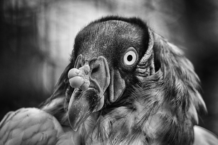 Close-up of parrot