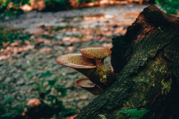 Two mushrooms growing on a tree stump with a creek flowing in the background
