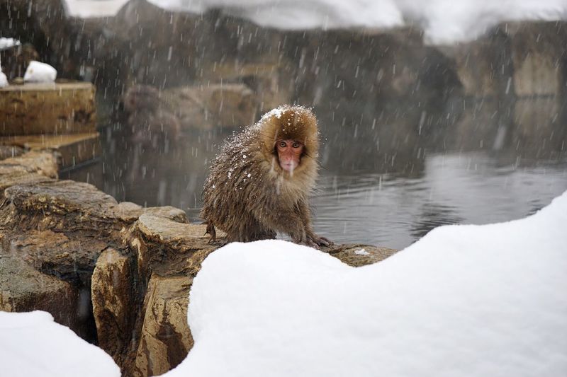 Close-up of macaque in snow