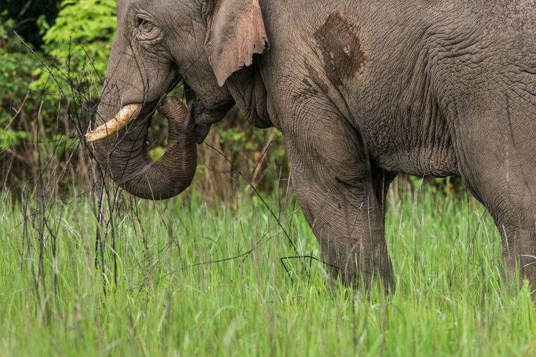 Close-up of elephant eating grass on field