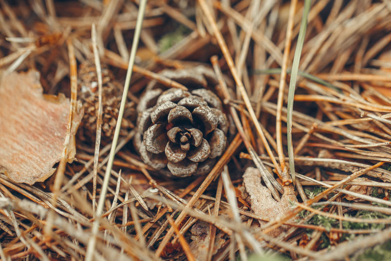 Macro of one pine cone on ground among old dry pine tree needles and withered grass 