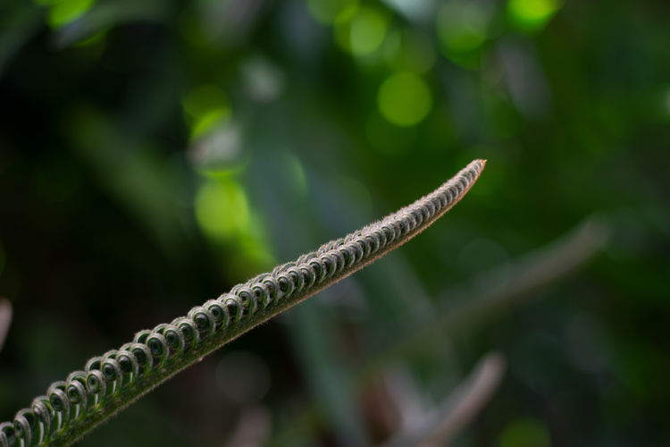 Close-up of caterpillar on plant
